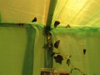 Выставка "Живые тропические бабочки"